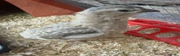 Quail poultry for sale: Male Quail For Rehome - Advert 4