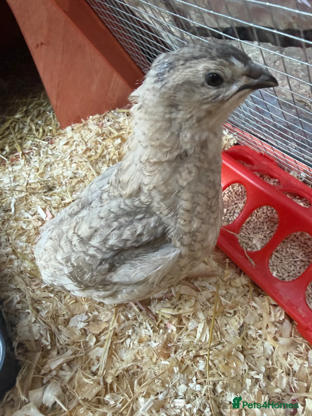 Quail poultry for sale: Male Quail For Rehome - Advert 4