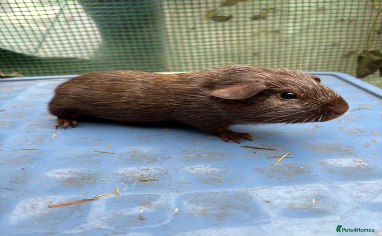Guinea Pig rodents - Advert 3