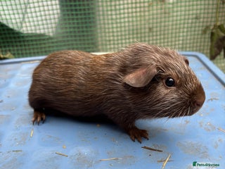 Guinea Pig rodents - Advert 1