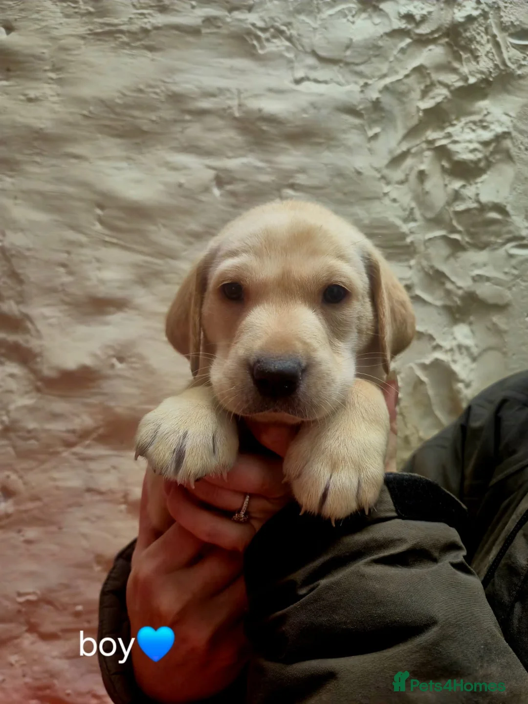 Labrador Retriever dogs for sale: Working Yellow And Red Labrador puppy’s! - Advert 7