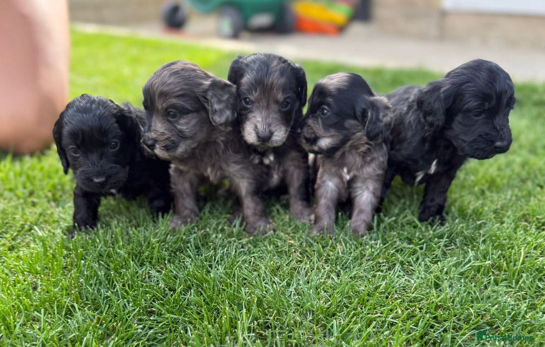 Cockapoo dogs for sale: F1 show cockapoos - Image 14