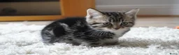 Mixed Breed cats for sale: Four adorable playful kittens for sale - Advert 3