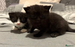 Domestic Shorthair cats for sale: 2 kittens for sale  - Image 4