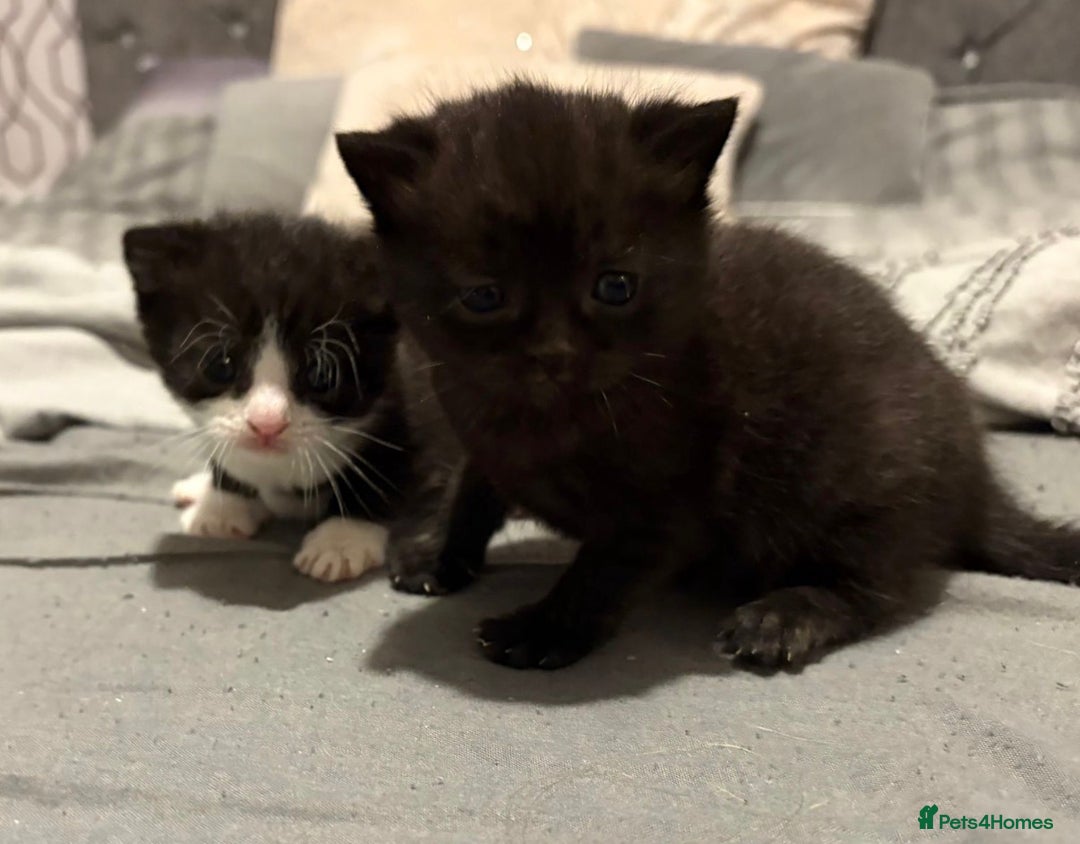 Domestic Shorthair cats for sale: 2 kittens for sale  - Image 4