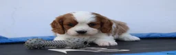 Cavachon dogs for sale: Beautiful Cavachon puppies for sale - Advert 11