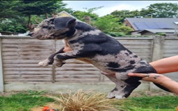 American Bully dogs for sale: David  - Image 1