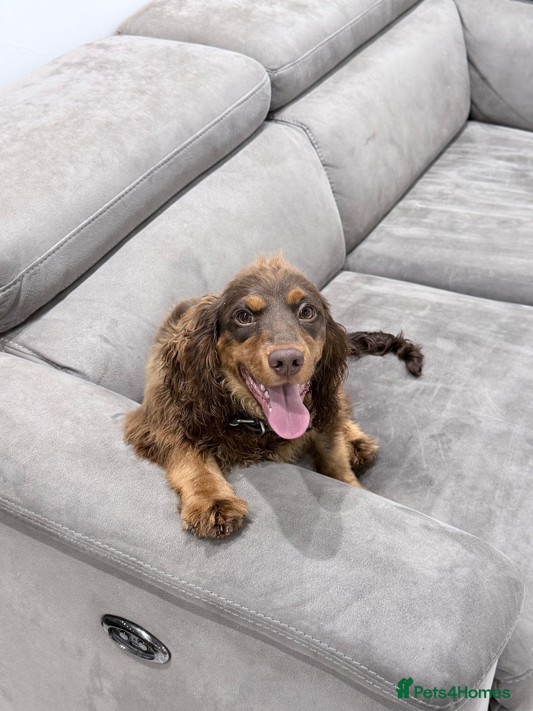 Cocker Spaniel dogs for sale: Working Cocker Spaniel Bitch - Image 4