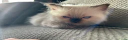 Ragdoll cats for sale: Only 2 beautiful ragdolls girls left  - Advert 12