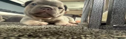 French Bulldog dogs for sale: 🐾 Outstanding litter of 6 🐾 - Advert 11