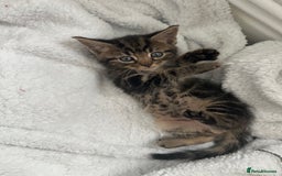 Mixed Breed cats for sale: KITTENS FOR SALE -READY TO LEAVE ON THE 5th 200£ - Image 8