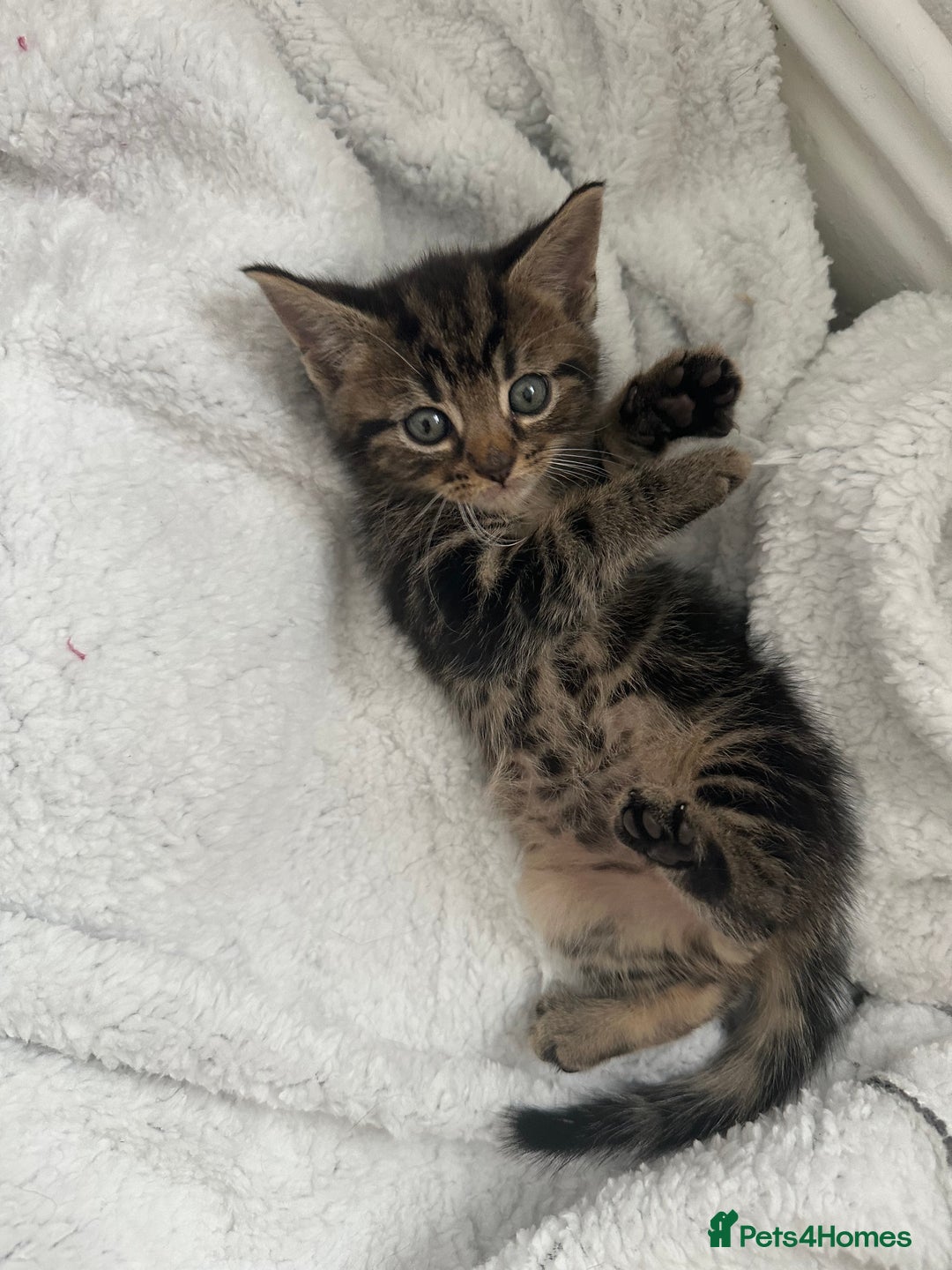 Mixed Breed cats for sale: KITTENS FOR SALE -READY TO LEAVE ON THE 5th 200£ - Image 8