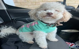Toy Poodle dogs for stud: Beautiful Poodle for Stud 🤍 - Image 5
