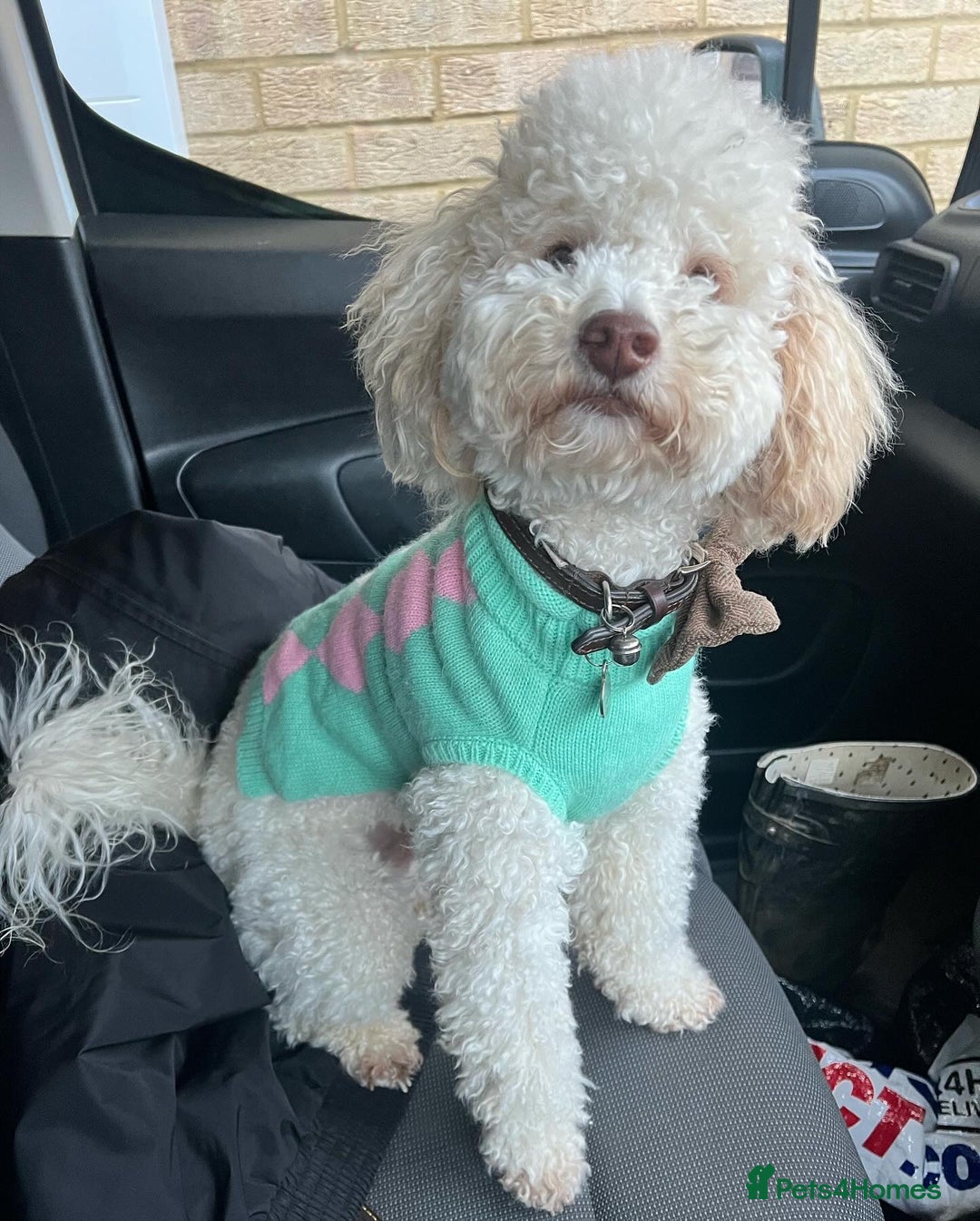 Toy Poodle dogs for stud: Beautiful Poodle for Stud 🤍 - Image 5