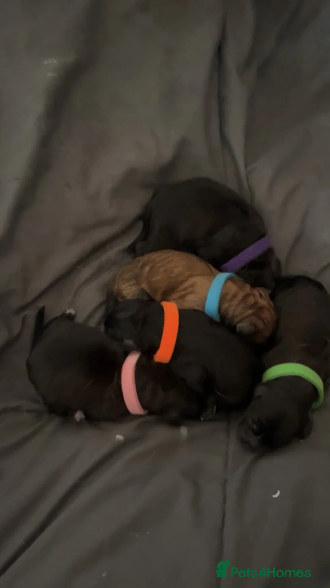Mixed Breed dogs for sale: Canedoodle puppies £1000 in Doncaster - Advert 14