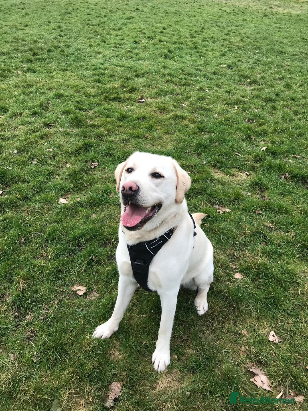 Labrador Retriever dogs for sale: Yellow Lab Looking for New home- Worcester area - Image 2