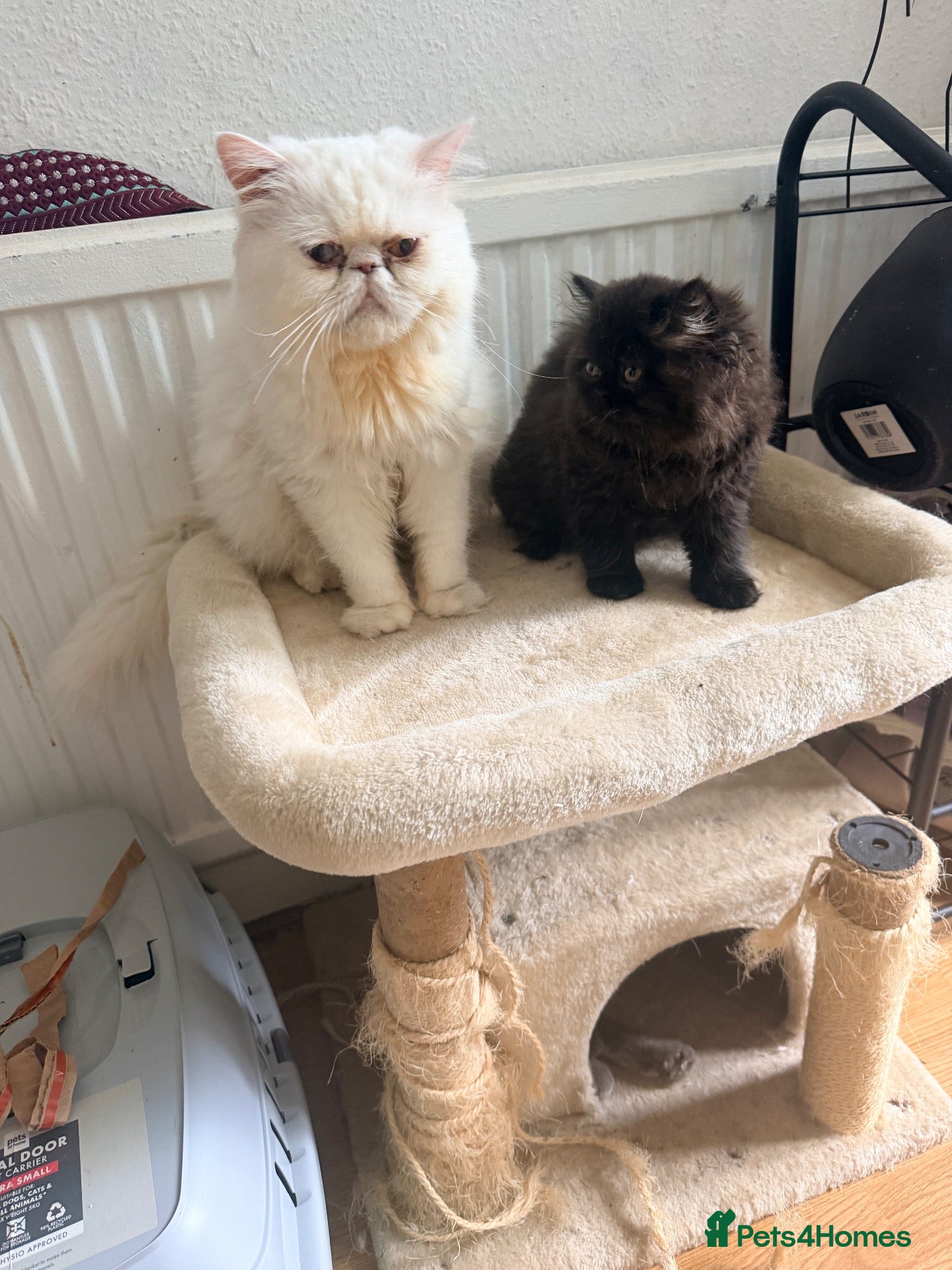 Persian cats for sale: Pershian breed - Advert 8