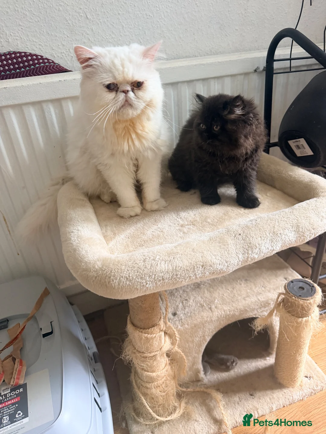 Persian cats for sale: Pershian breed - Advert 1