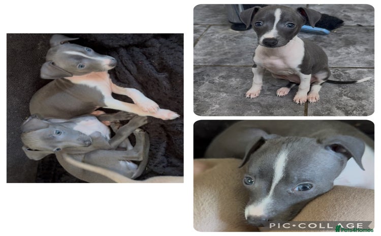 Italian Greyhound dogs - Advert 11
