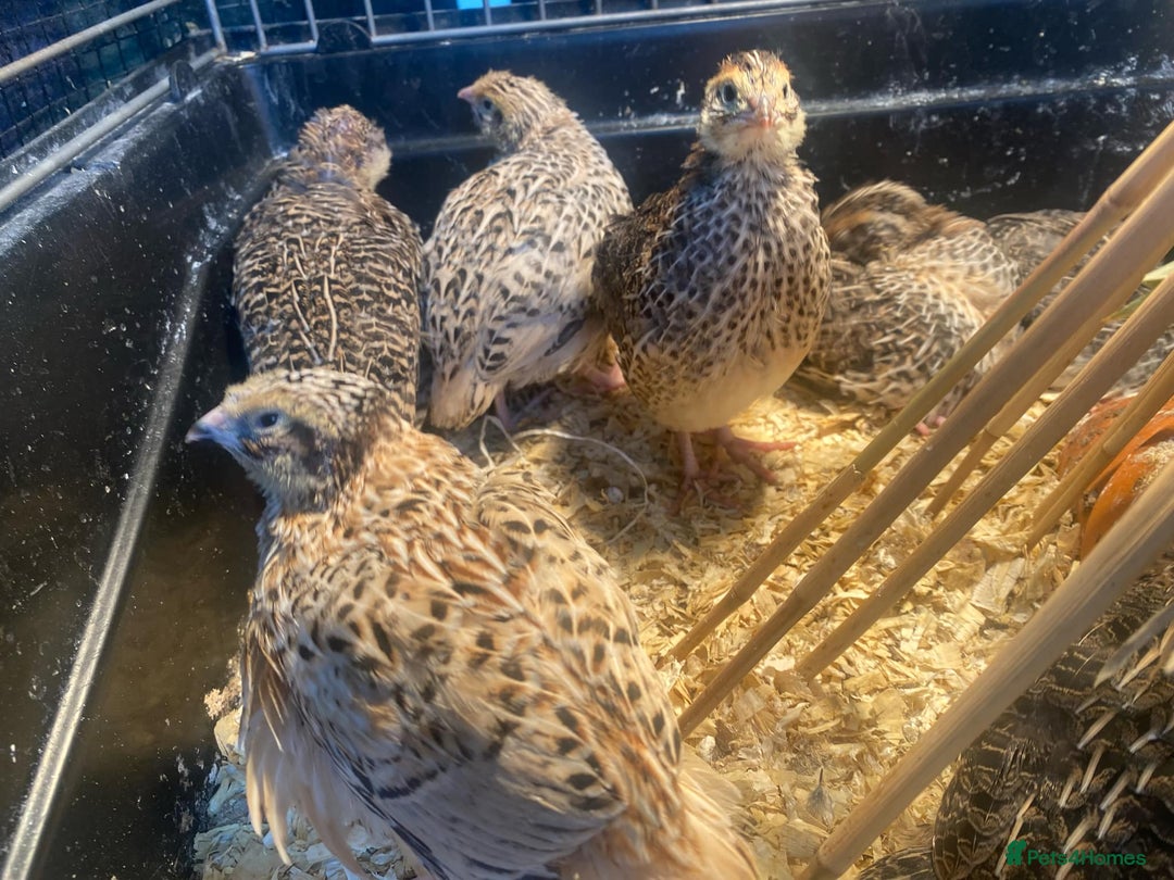 Quail poultry for sale: Fancy Coloured Japanese Jumbo Coturnix Quail - Image 11