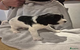 English Springer Spaniel dogs for sale: Springer pups - Image 10