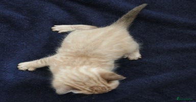 Bengal cats - Advert 6