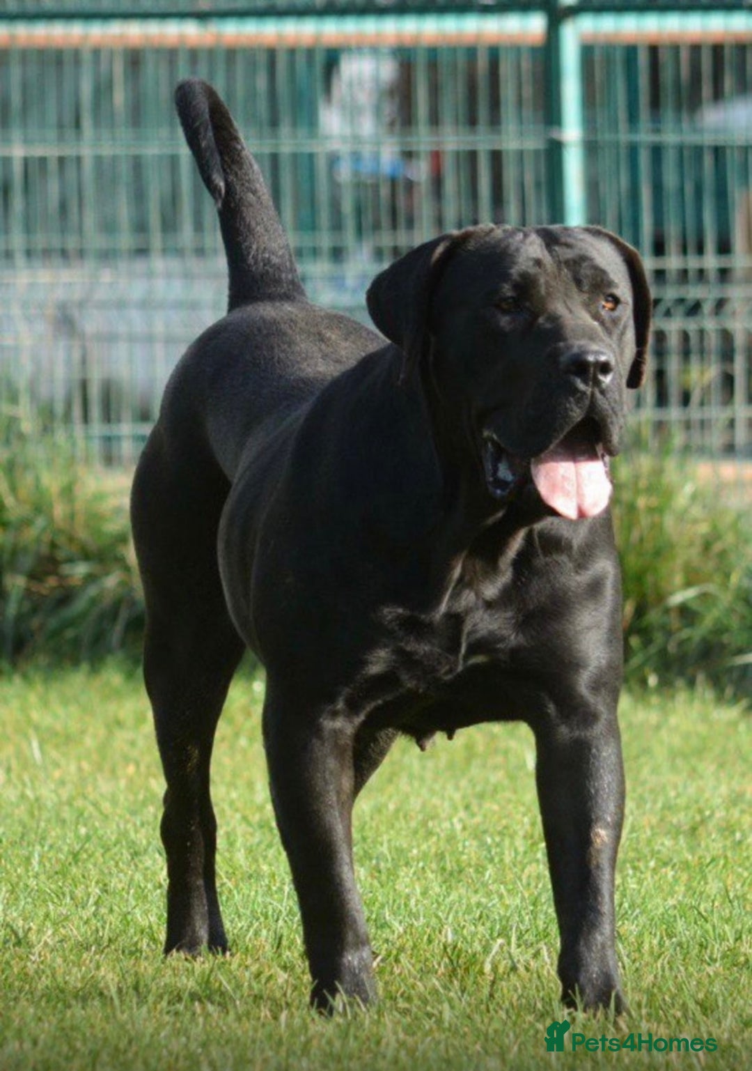 Presa Canario dogs for sale: Presa canario puppies (recognised breeder) - Image 4