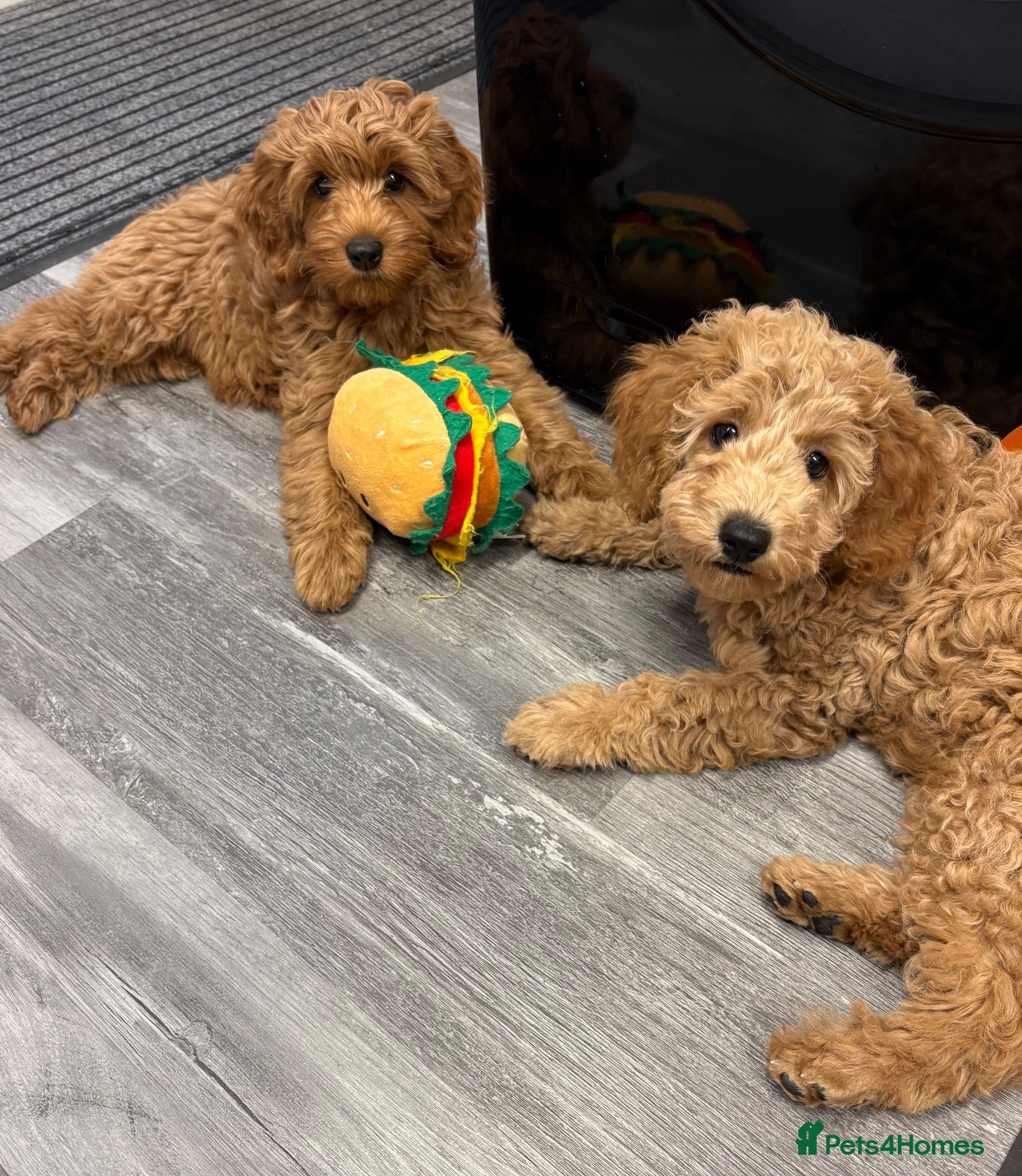Cavapoo dogs F1b Cavapoo Puppies 1 Boy,2 Girls - Advert 5