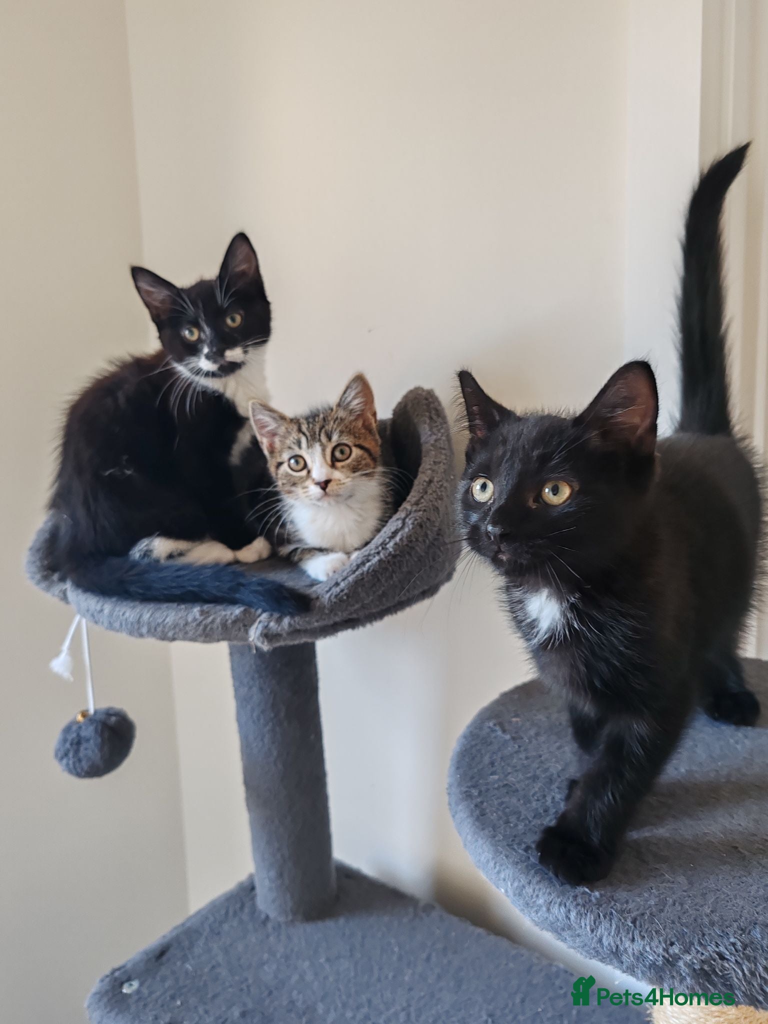 Mixed Breed cats ❤️❤️❤️ Adorable Kittens ❤️❤️❤️  - Advert 17