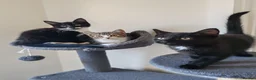 Mixed Breed cats for sale: ❤️❤️❤️ Adorable Kittens ❤️❤️❤️  - Advert 1