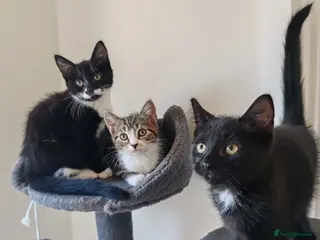 Mixed Breed cats ❤️❤️❤️ Adorable Kittens ❤️❤️❤️ - Advert 1