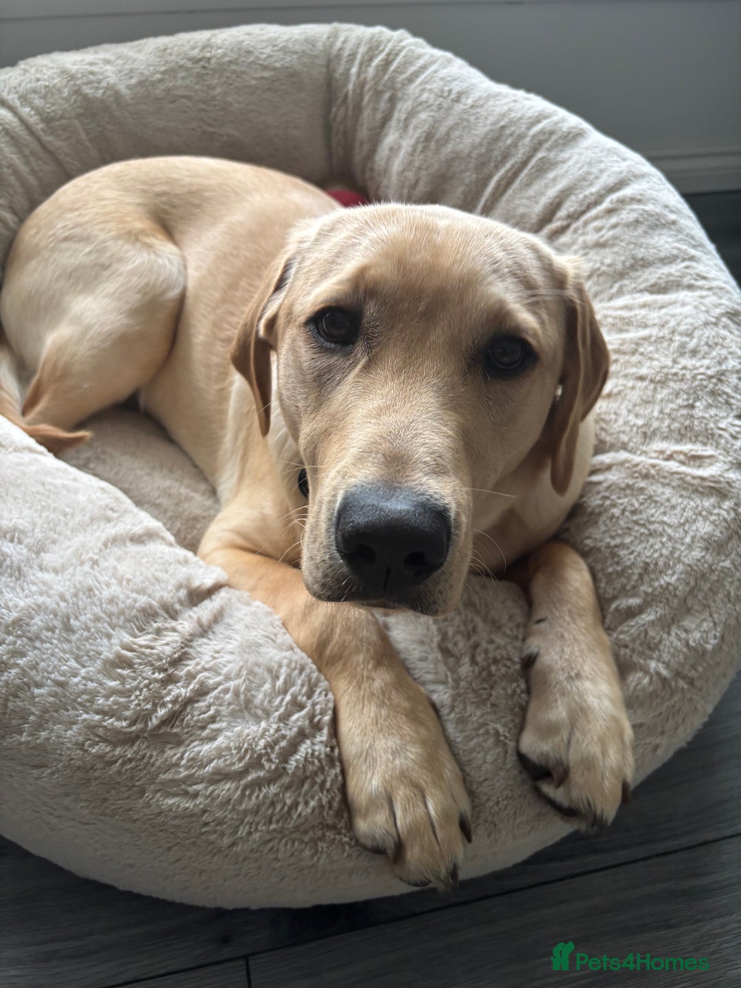 Labrador Retriever dogs for stud: Golden Labrador retriever for stud  - Image 7
