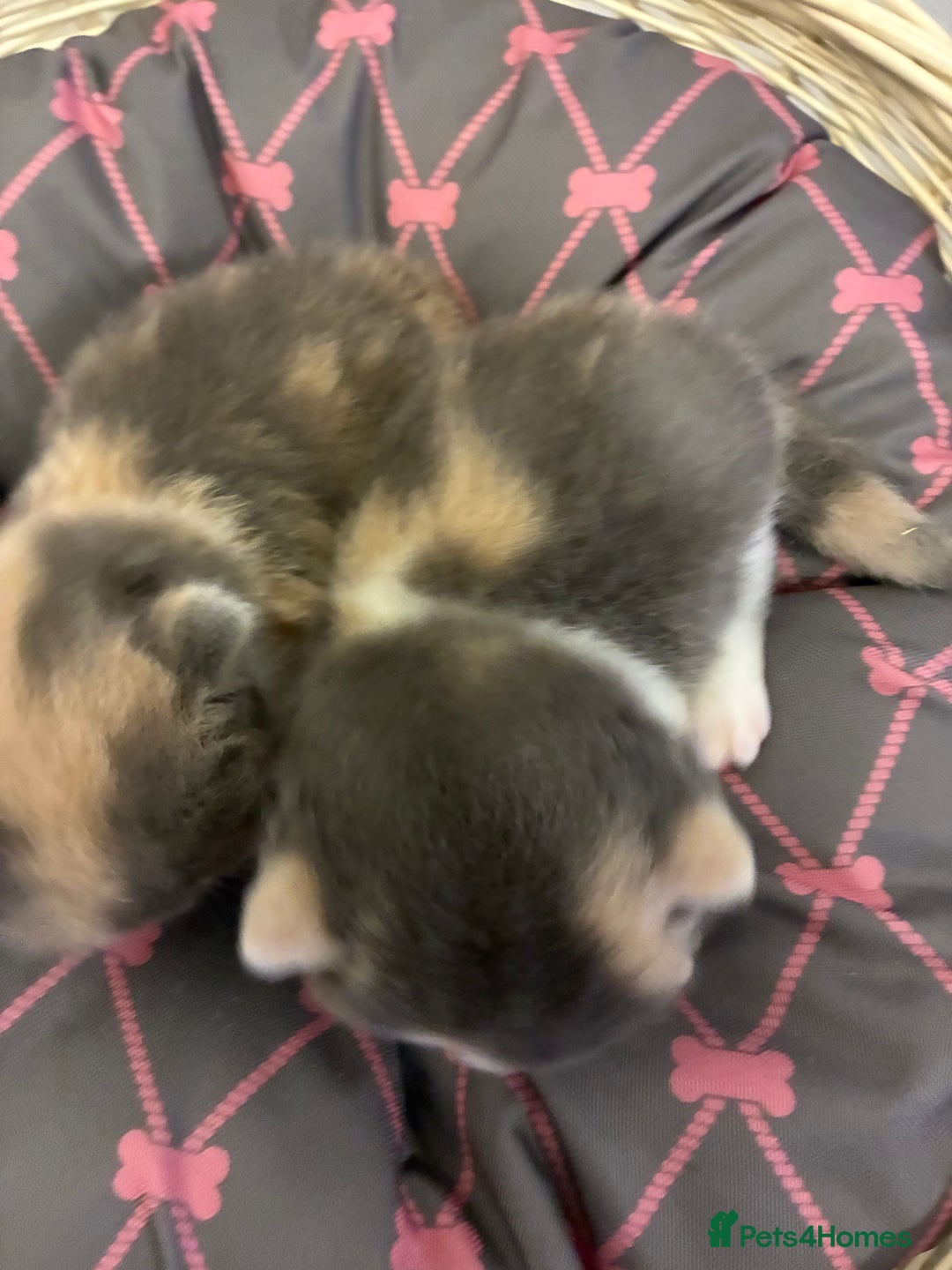 British Shorthair cats for sale: 5 BSH TICA REGISTERED KITTENS - Advert 16