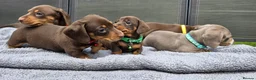 Dachshund dogs for sale: Dacshund Puppies Ready on 27/6!!! - Advert 10