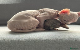 Sphynx cats for sale: Sphynx kittens - Image 4