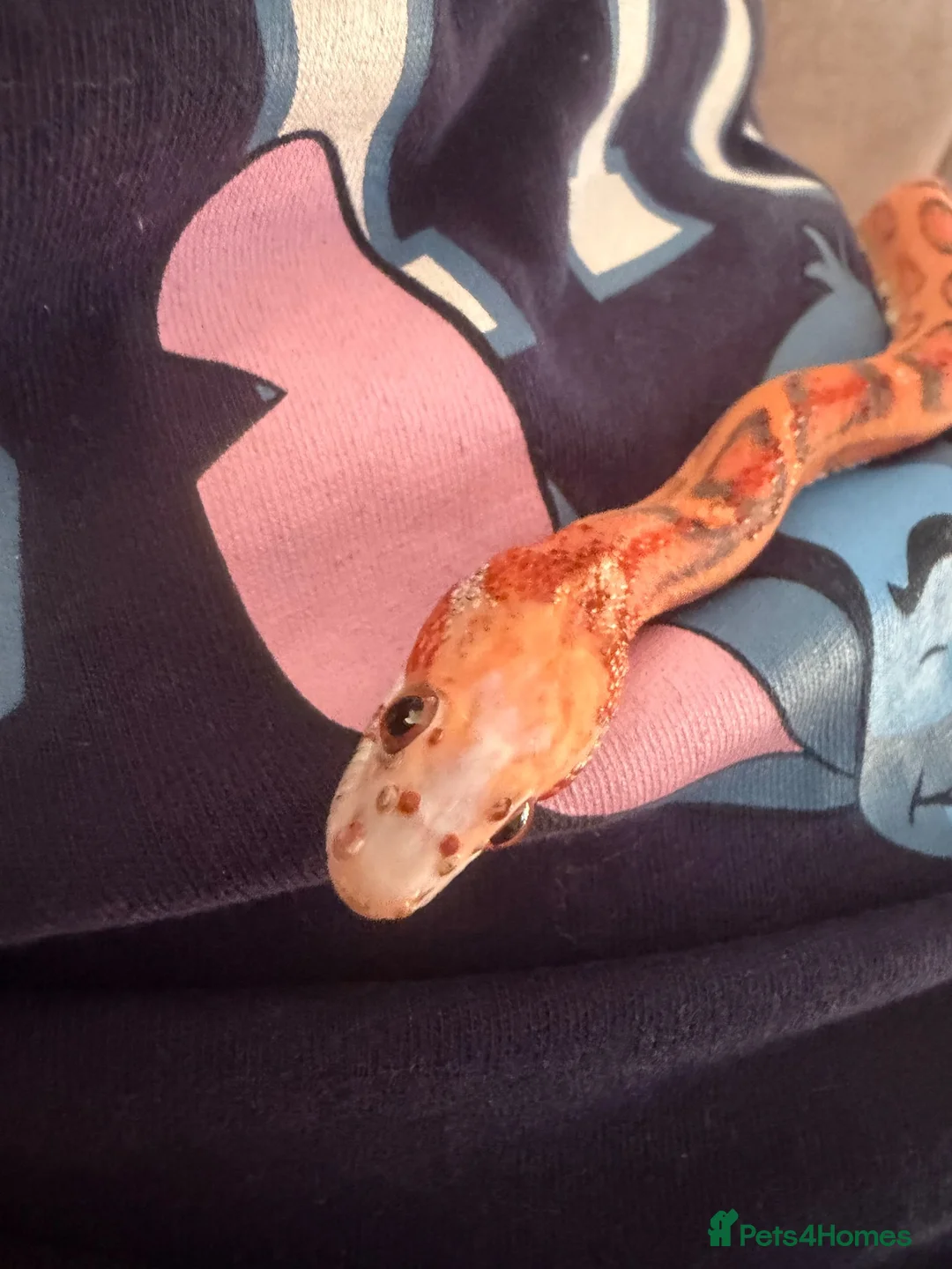 Corn Snake reptiles for sale: Red corn snake  in Oldham - Advert 4