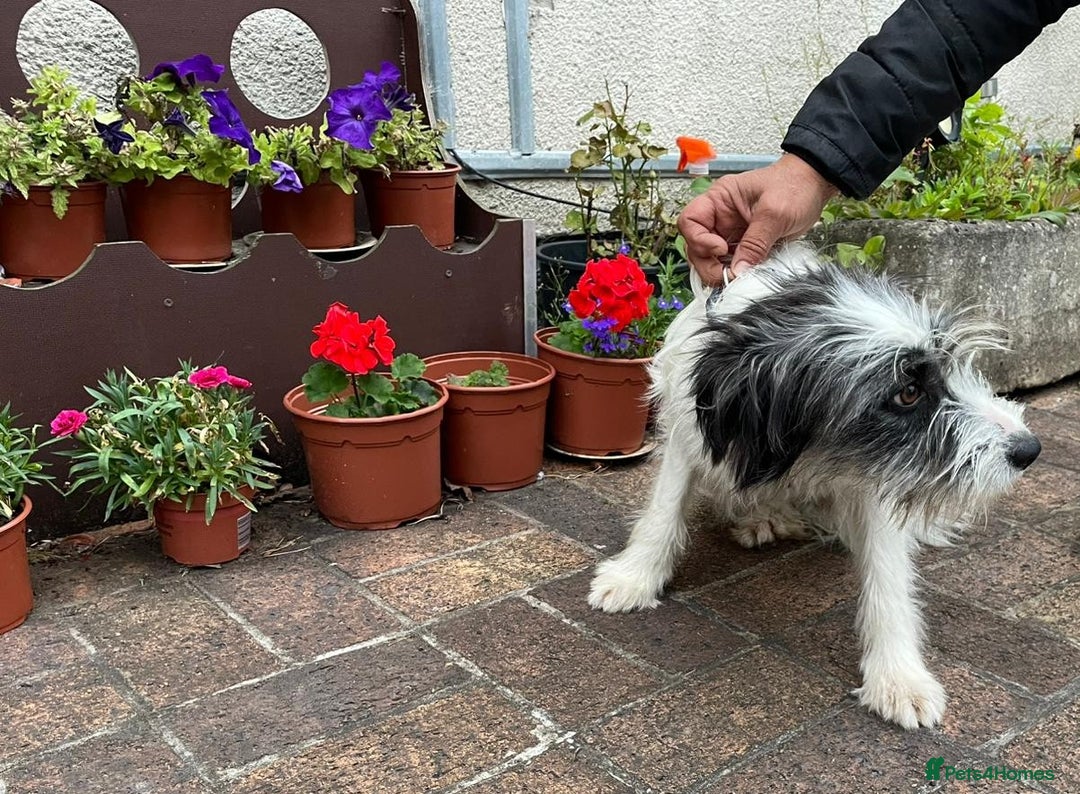 Mixed Breed dogs for adoption: Beautiful & Gentle KATALYA - for a Loving Home - Image 11