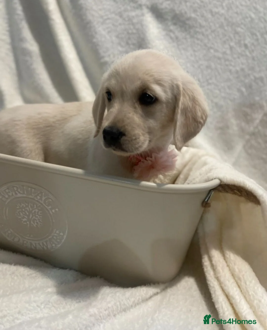 Goldador dogs for sale: Retriever Puppies for sale  - Advert 1
