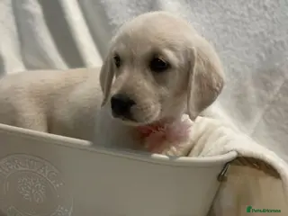 Goldador dogs Retriever Puppies for sale - Advert 1