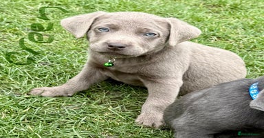 Labrador Retriever dogs - Advert 3