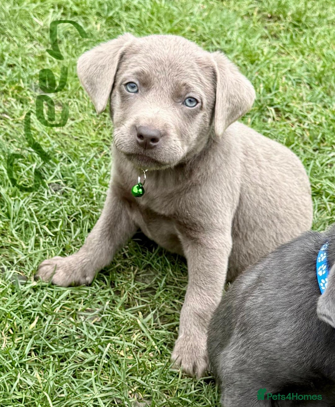 Labrador Retriever dogs for sale: Beautiful Silver Labrador pups  - Image 3