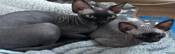 Sphynx cats for sale: Adorable Sphynx Kitten for sale - Advert 9