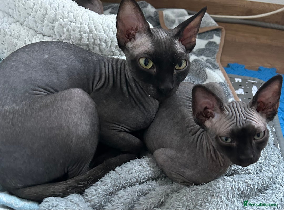 Sphynx cats for sale: Adorable Sphynx Kitten for sale - Advert 9