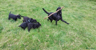 Labrador Retriever dogs - Advert 15