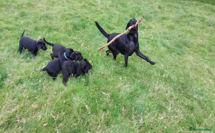 Labrador Retriever dogs - Advert 1