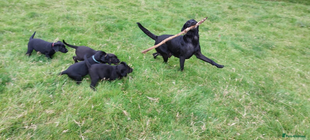 Labrador Retriever dogs for sale: Labrador puppies - Image 1
