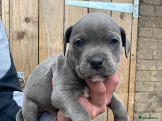 Staffordshire Bull Terrier dogs Blue Staffordshire bull terrier puppies - Advert 8