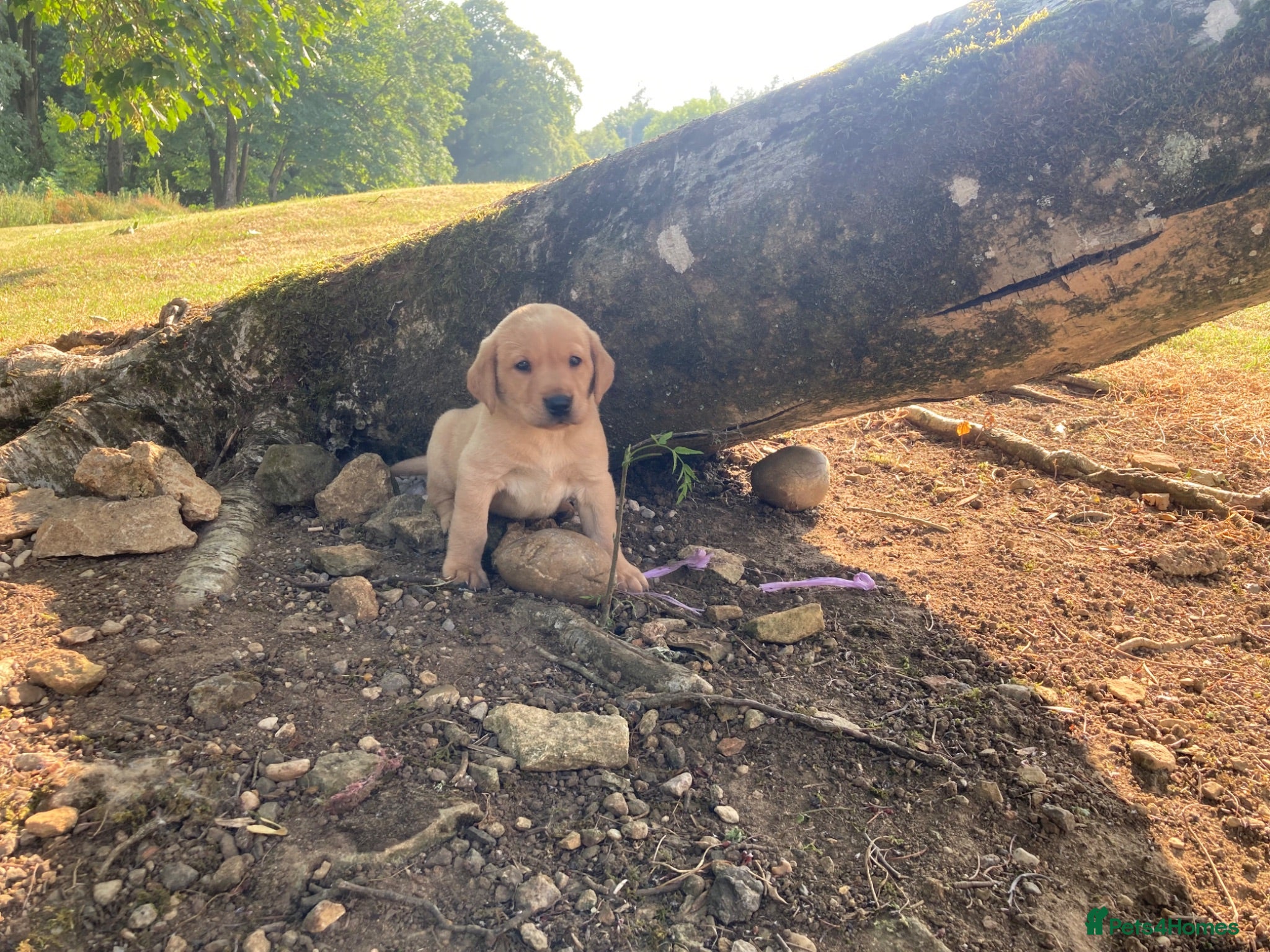 Labrador Retriever dogs Working Labrador puppies - Advert 2