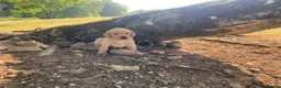 Labrador Retriever dogs for sale: Working Labrador puppies in Moreton-in-Marsh - Advert 2