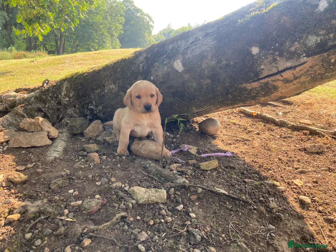 Labrador Retriever dogs for sale: Working Labrador puppies in Moreton-in-Marsh - Advert 2